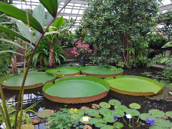 Victoria Amazonica